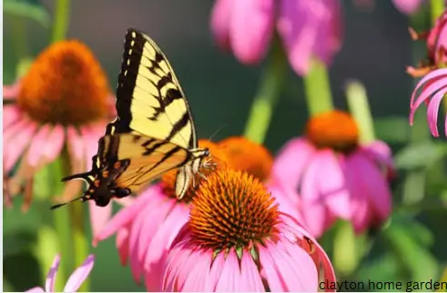 Coneflower (Echinacea)
