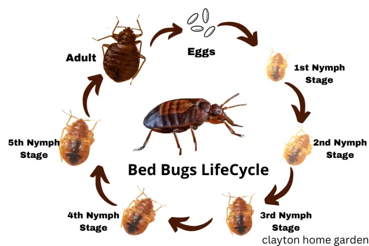 Life cycle of bed bug