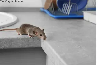 mice extermination