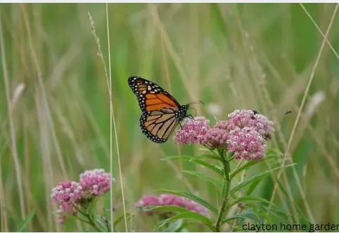 Milkweed (Asclepias)
