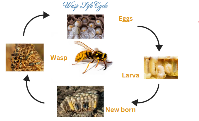 life cycle of wasp