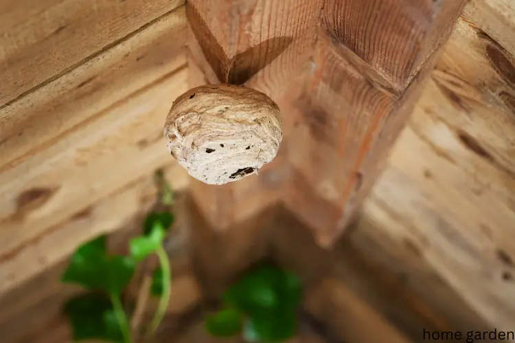 Wasps Build Nests