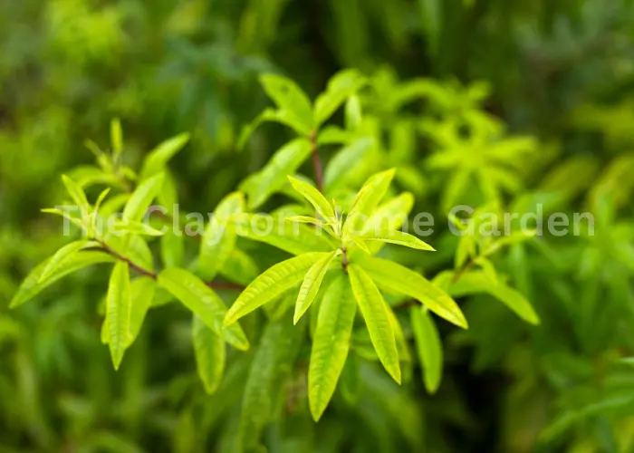 Aloysia citrodora (lemon verbena)