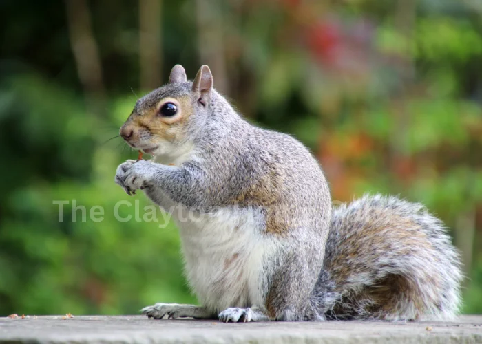 Eastern Gray Squirrel
