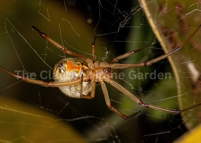 False Widow Spiders
