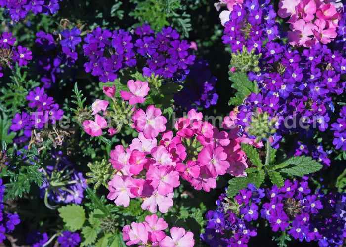 Glandularia pulchella (moss verbena)