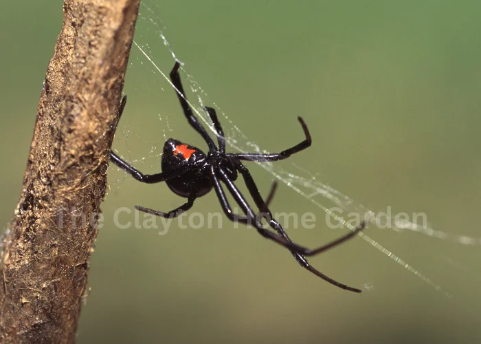 House Spiders
