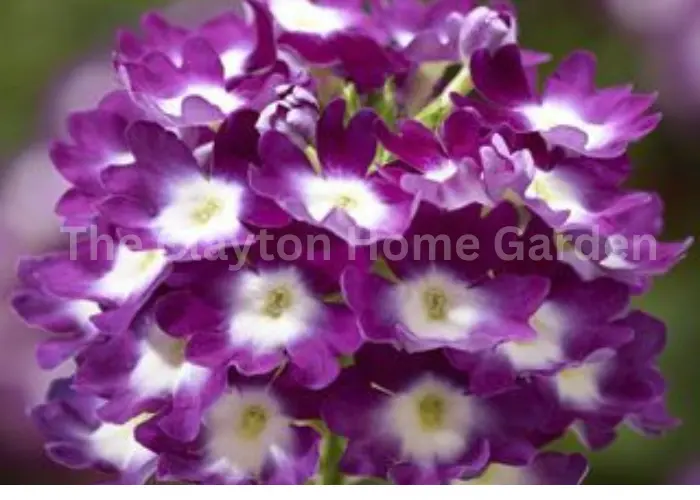 Lanai Royal Purple and Eye