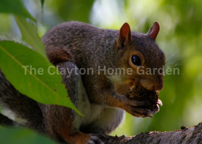 Nuts (acorns and walnuts)
