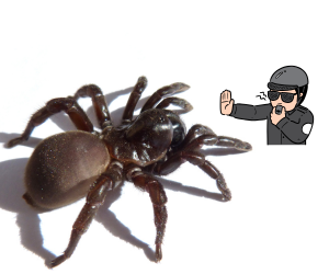 Spider Control