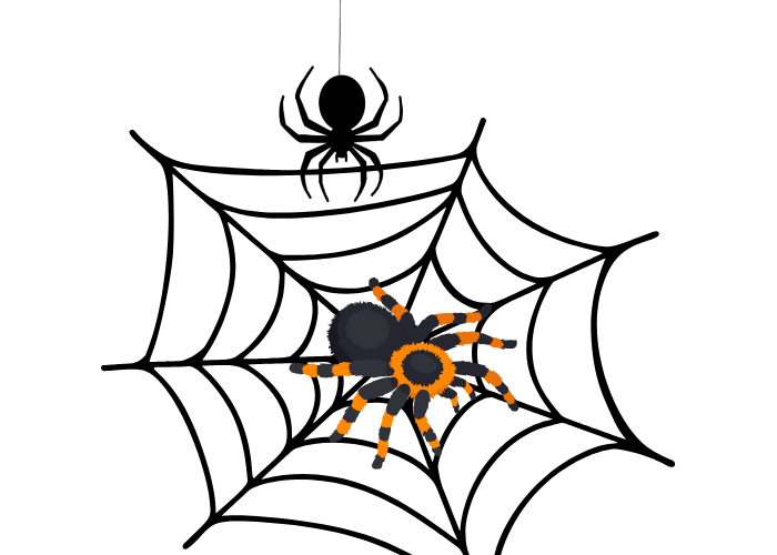 Spider Control