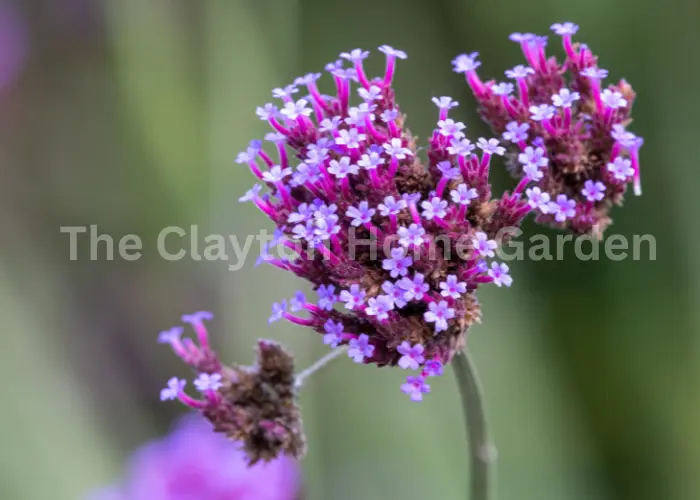 V. bonariensis (purple top vervain)