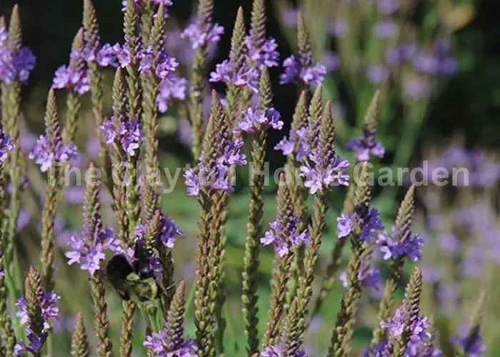 V. hastata (blue vervain)