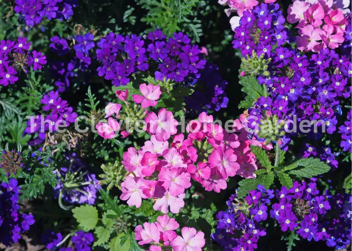 Verbena Plants