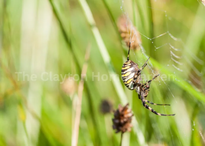 Wolf Spiders