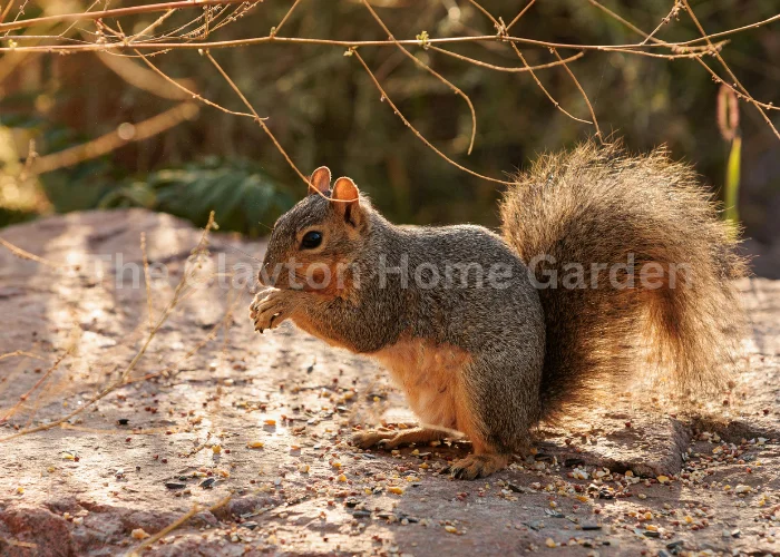 how long do squirrels live 
