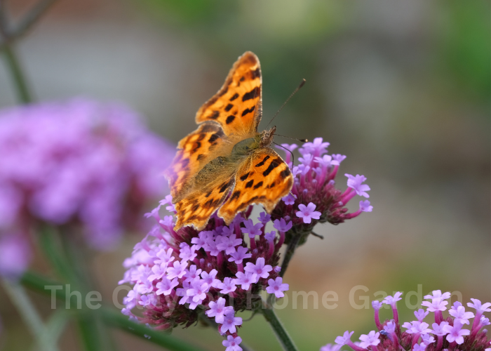 verbena plants