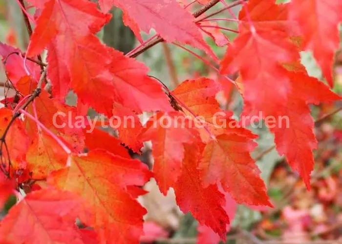 Amur Maple (Acer ginnala)
