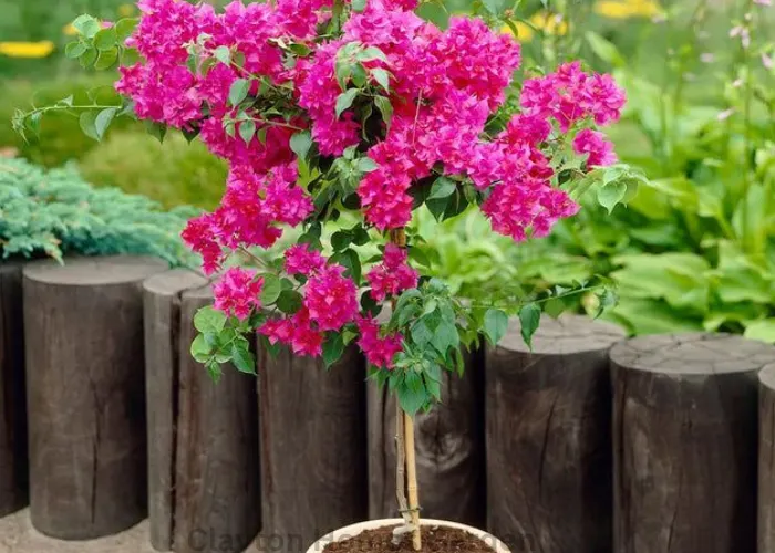 Barbara Karst Bougainvillea