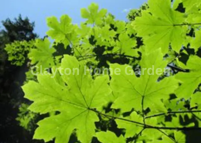 Big Leaf Maple (Acer macrophyllum)