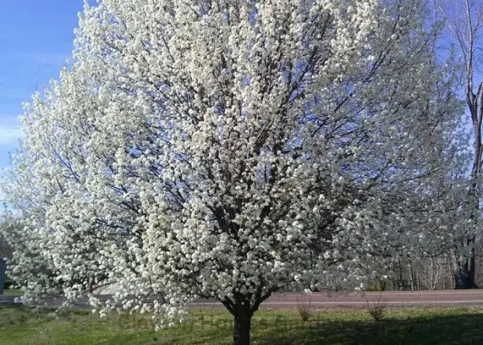 Bradford Pear Tree