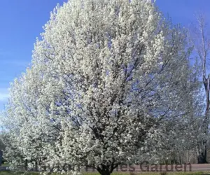Bradford Pear Tree