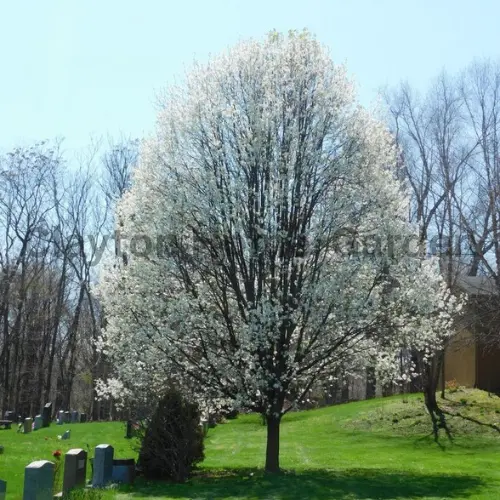 Bradford pear trees
