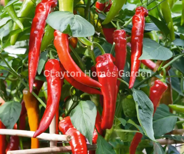 Cayenne, Capsicum annuum
