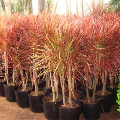 D. marginata "Colorama" 