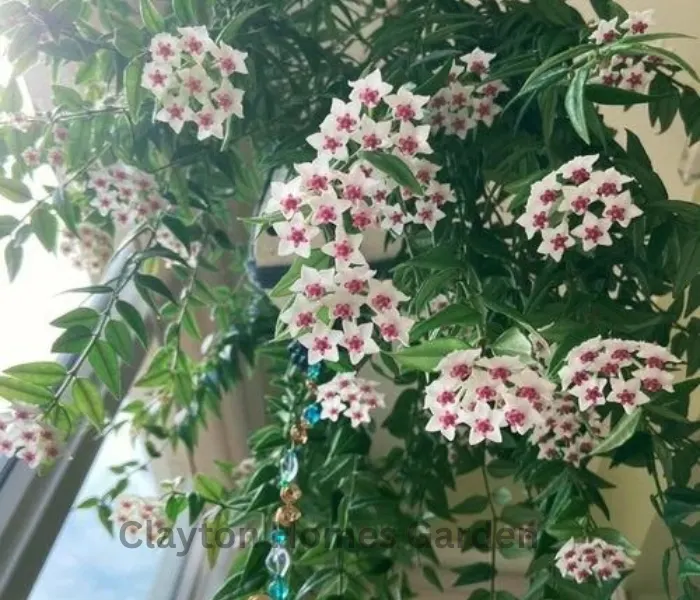 Grow and Care for Hoya Plant