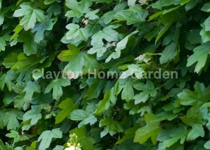 Hedge The Maple (Acer campestre)
