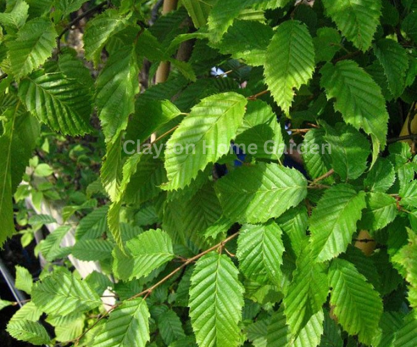 Hornbeam Maple (Acer carpinifolium)