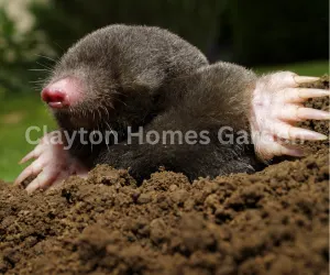 How to Get Rid of Moles in Your Yard
