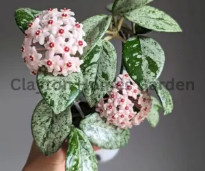 How to Grow and Care for Hoya Plant