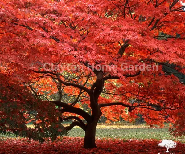 Japanese Maple (Acer palmatum)