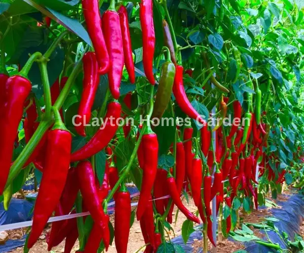 peppermint thai pepper pike​