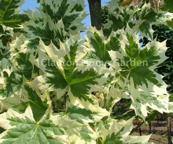 Norway Maple (Acer platanoides)
