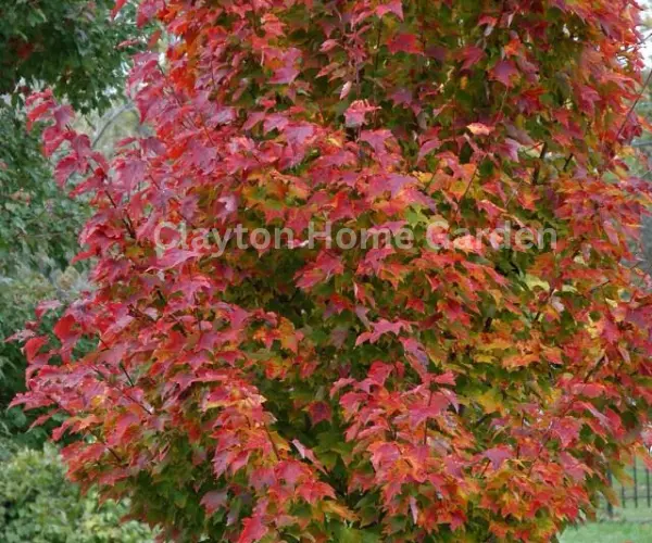 Red Maple (Acer rubrum)

