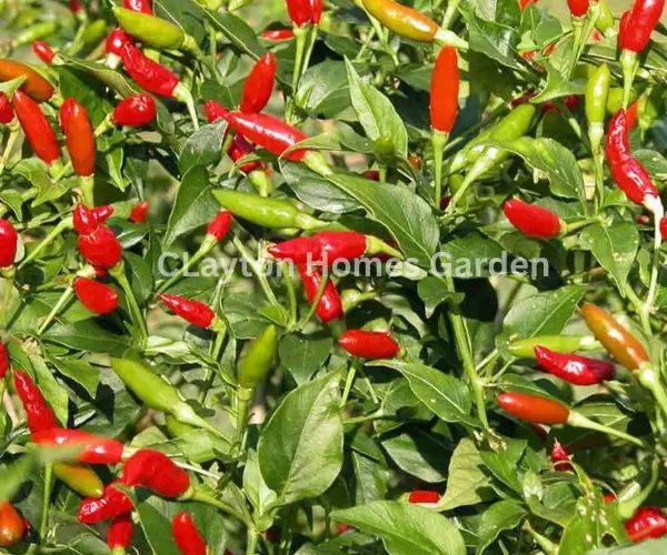 thai red pepper
