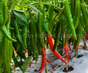 Thai Pepper Plant