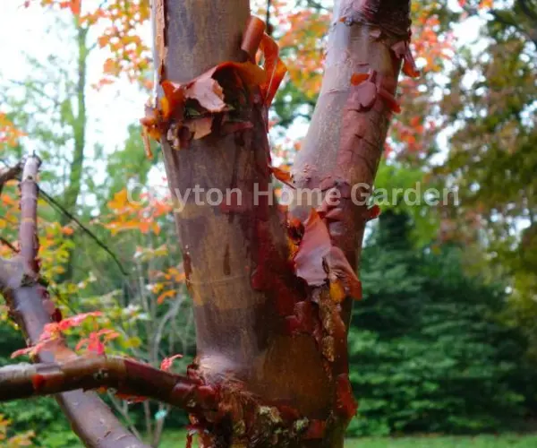 The Paperbark maple (Acer griseum)

