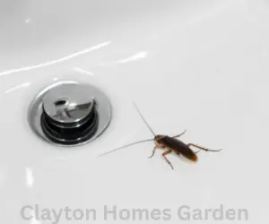 Water Cockroaches