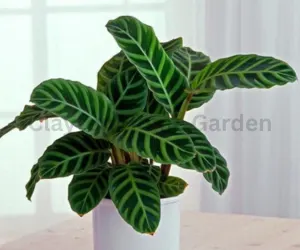 Zebra Plant