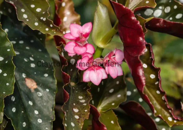 angel wing begonia plant
