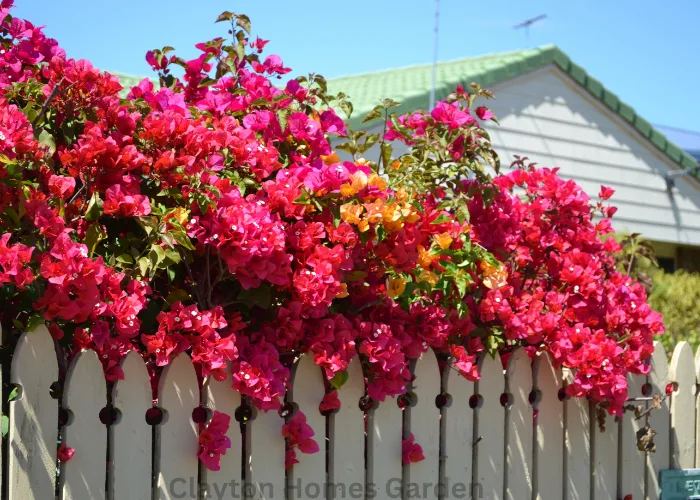 bougainvillea plant