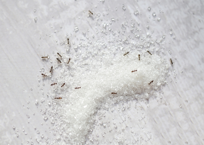 how to get rid of sugar ants