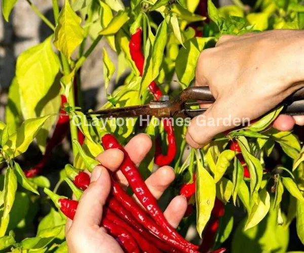 thai chili pepper