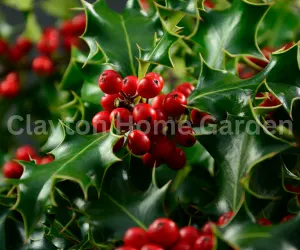 Holly Bushes