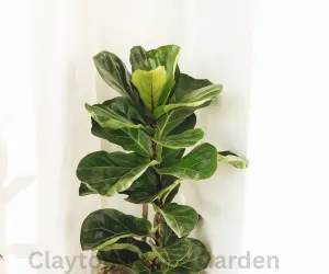 fiddle leaf the fig