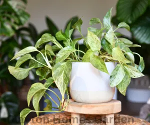 pothos plant
